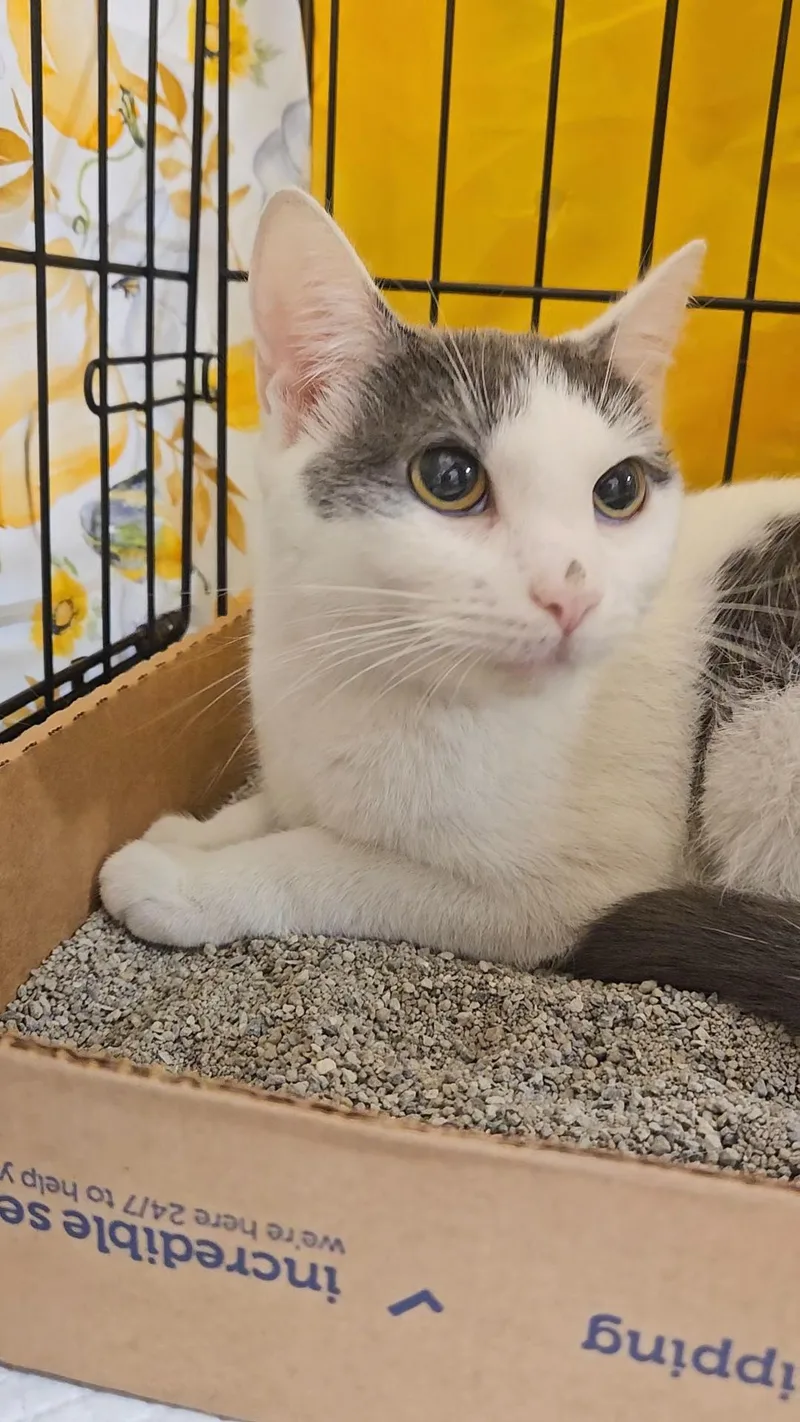 Tequila N – White thumbnail 2