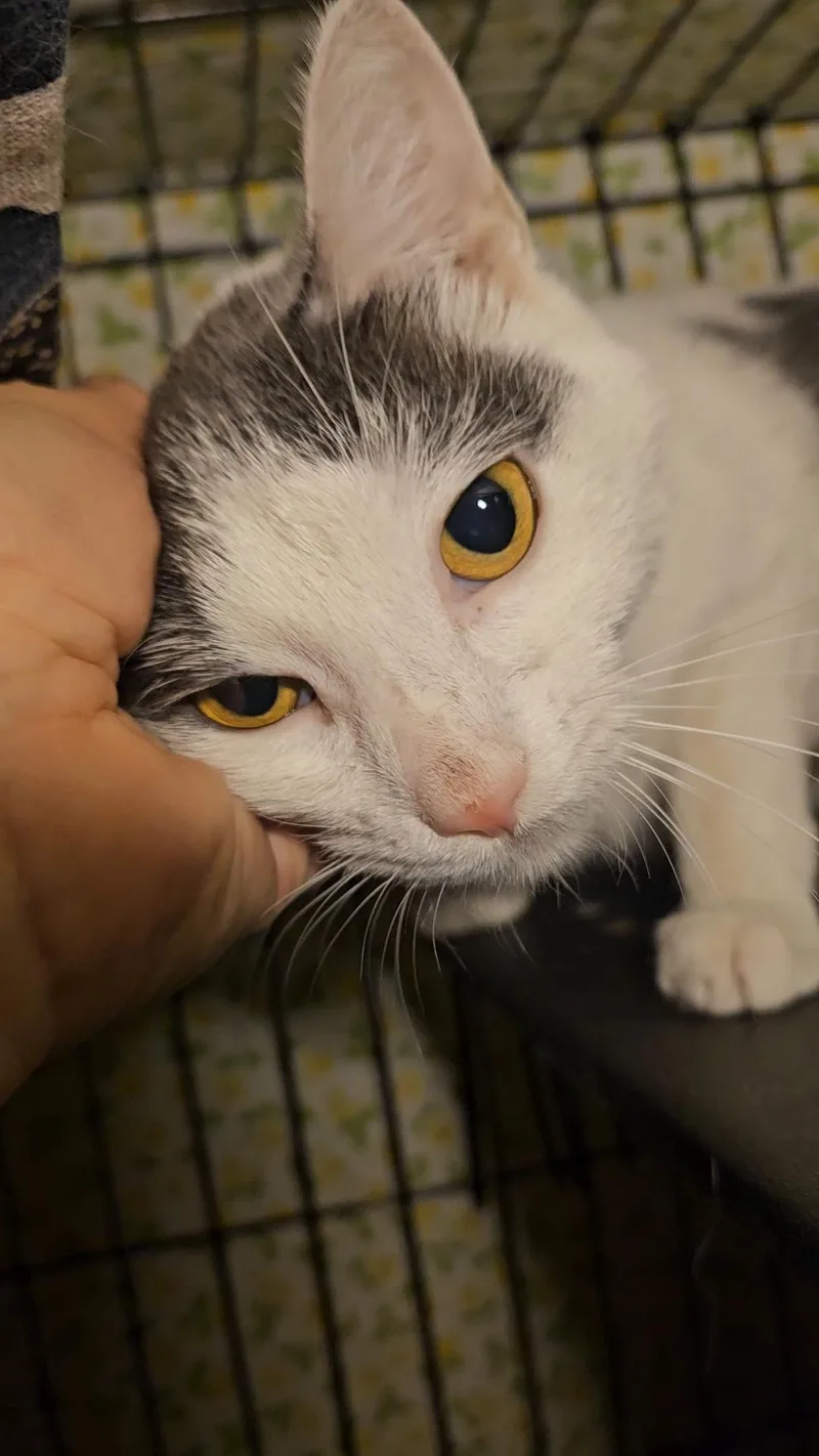 Tequila N – White thumbnail 5