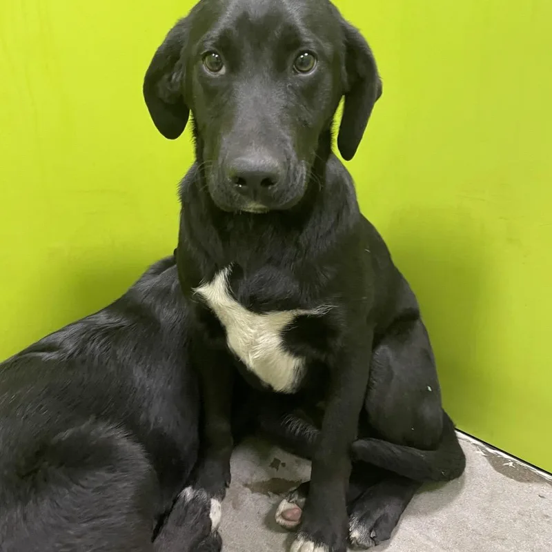 Scout