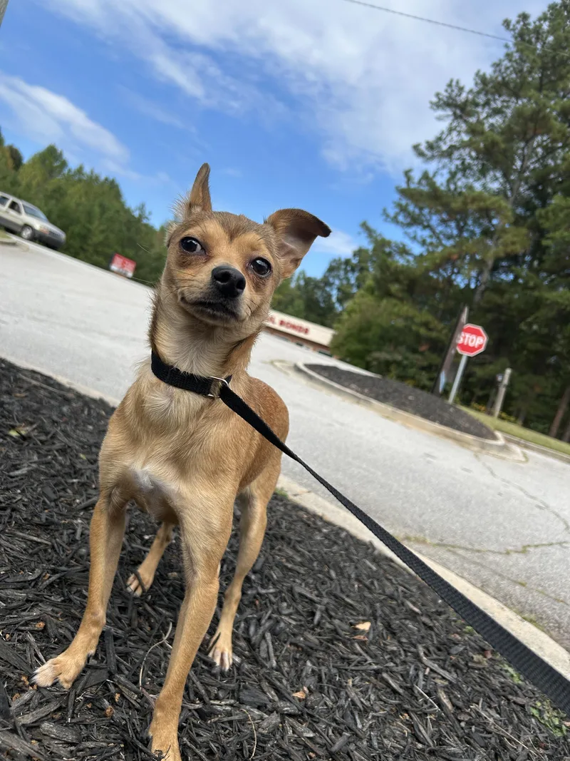 An adult small-sized female Chihuahua dog named Nechita for adoption in Winder, GA