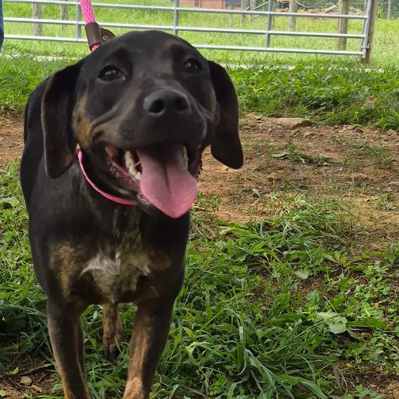 A young small-sized female Black Hound dog named Whiskey for adoption in Oak Ridge, TN