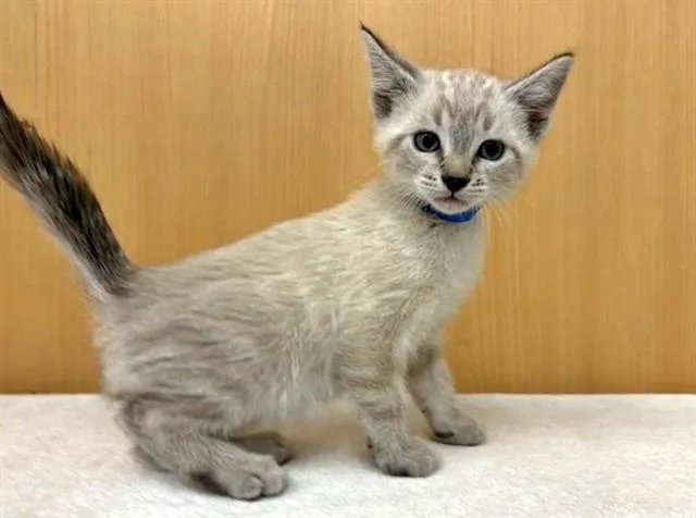 A baby small-sized male Domestic Short Hair cat named Bubba for adoption in Saint Louis, MO