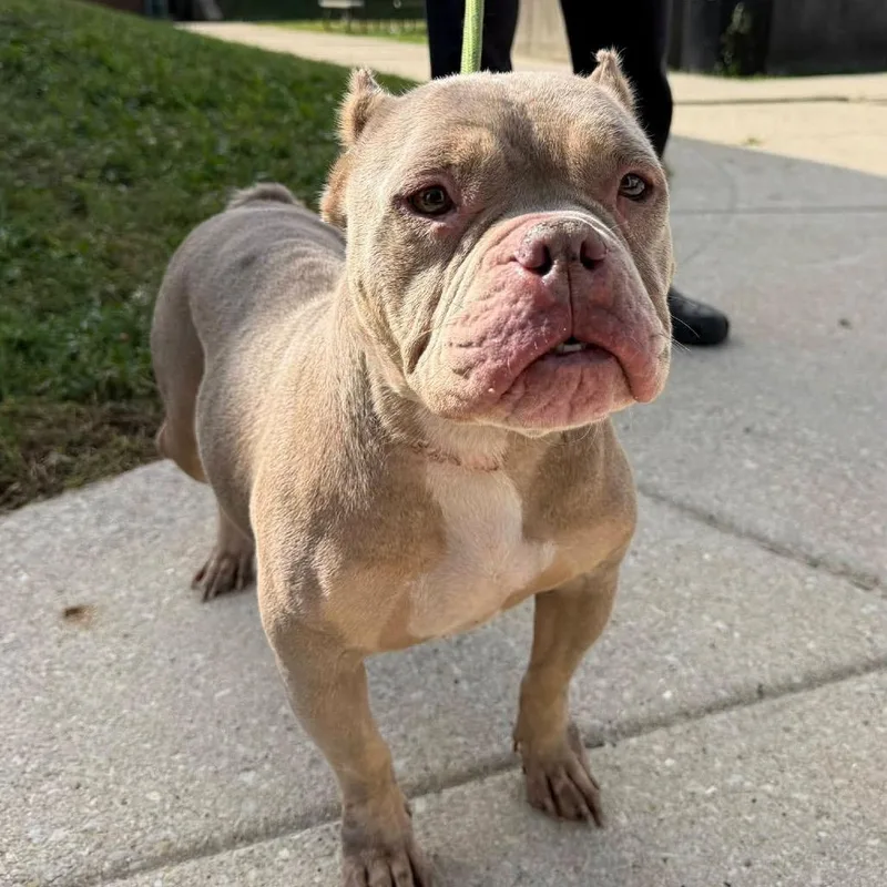 An adult medium-sized female English Bulldog dog named Tweetie for adoption in Northbrook, IL