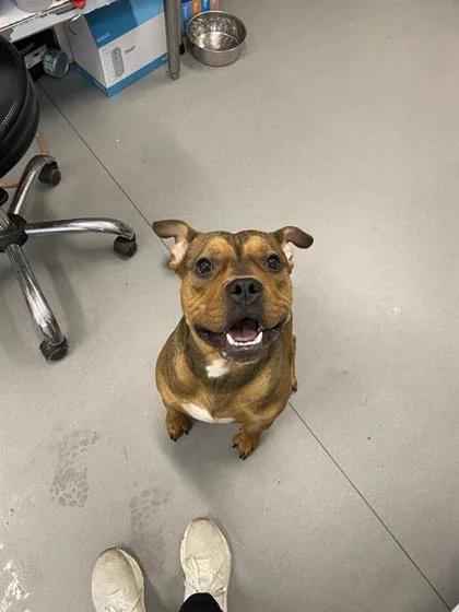 An adult medium-sized male Mixed Breed dog named Tater for adoption in West Chester, PA