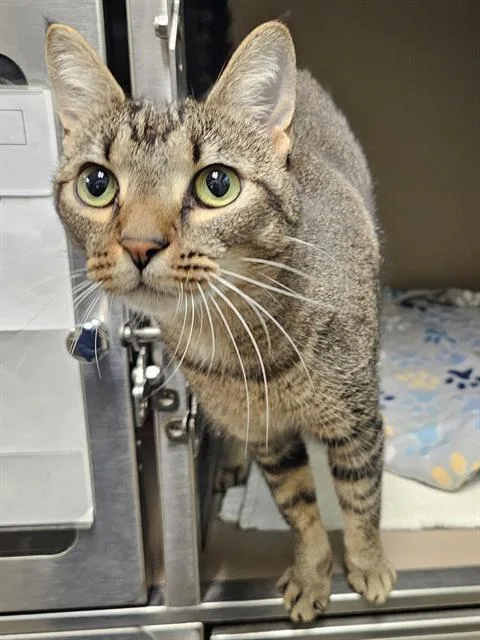 An adult medium-sized female Brown / Chocolate Domestic Short Hair cat named Fern for adoption in Clyde, NC