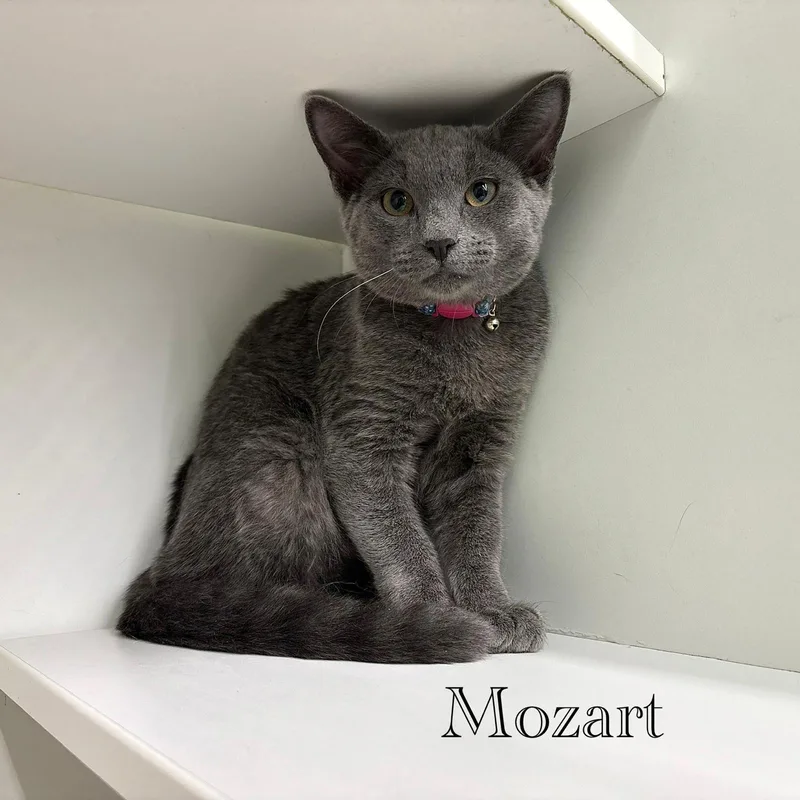 A young medium-sized male Gray / Blue / Silver Domestic Short Hair cat named Mozart for adoption in Spring Lake, NJ