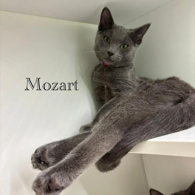 Mozart thumbnail 3