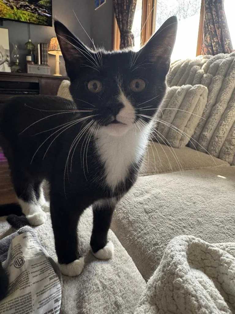 Jet