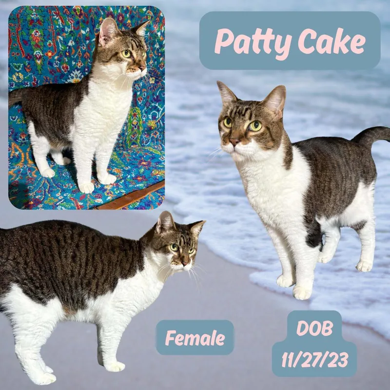 An adult large-sized female Tabby (Buff / Tan / Fawn) Domestic Short Hair cat named Patty Cake for adoption in Caldwell, TX