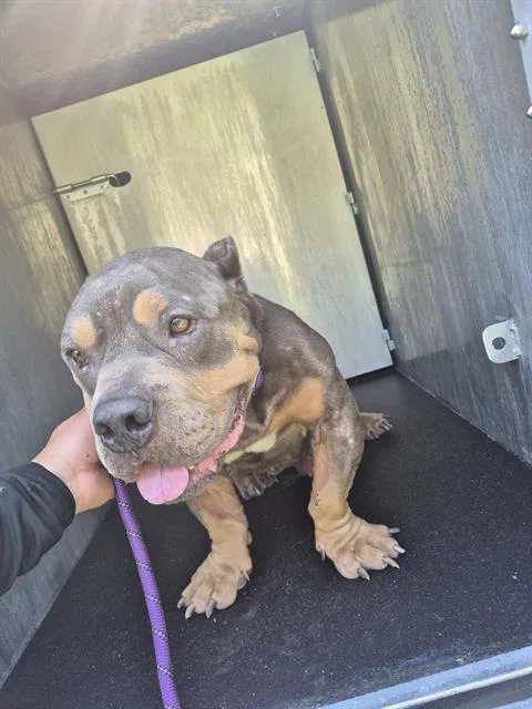An adult medium-sized male American Staffordshire Terrier dog named Frank Woods for adoption in San Antonio, TX