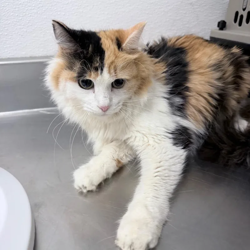 An adult medium-sized female Domestic Long Hair cat named Penelope for adoption in Henderson, NV