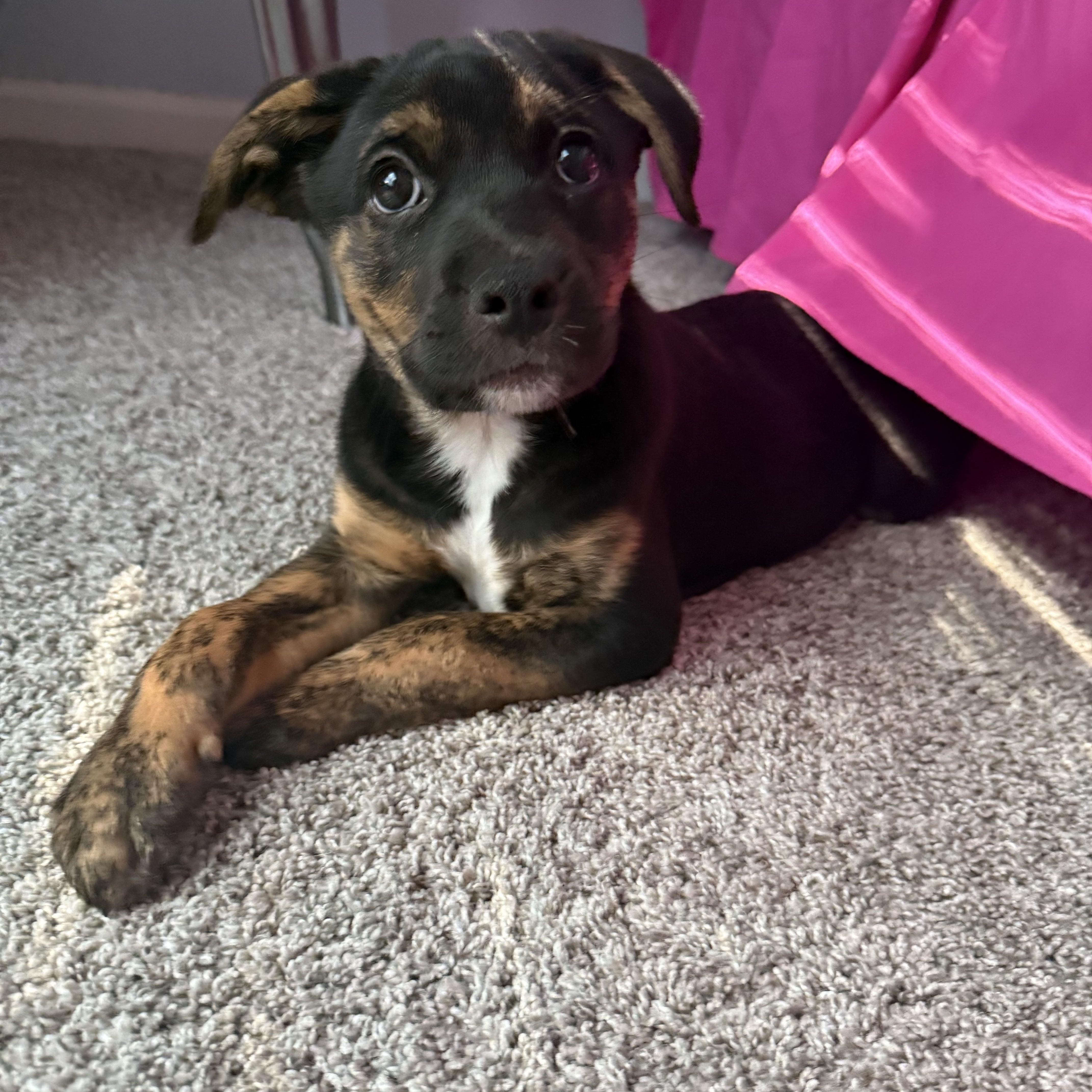 A baby medium-sized female Labrador Retriever dog named Aja for adoption in Crystal Lake, IL