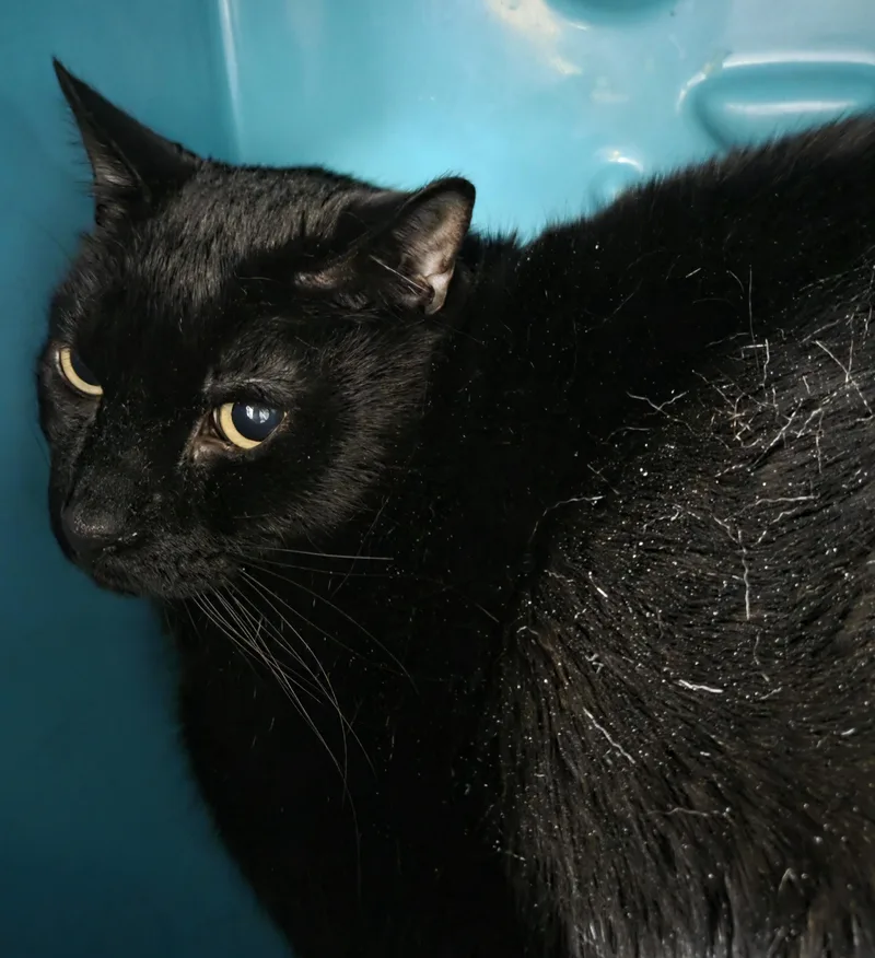 An adult large-sized male Black Domestic Short Hair cat named Darby for adoption in Billings, MT