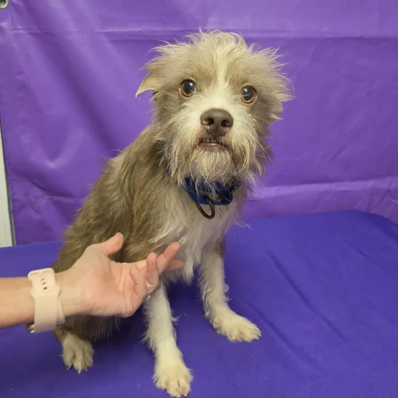 A young small-sized male Brown / Chocolate Terrier dog named Bush for adoption in North Myrtle Beach, SC
