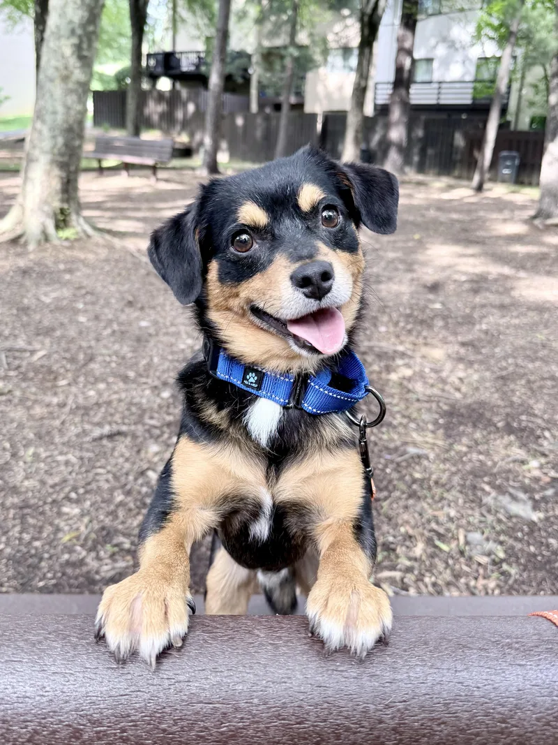 An adult small-sized male Tricolor (Brown, Black, & White) Chihuahua dog named Roscoe for adoption in Fairfax, VA