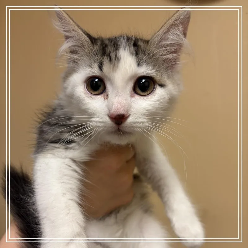 A baby small-sized female White Domestic Short Hair cat named FWT Trooper for adoption in Midland, TX