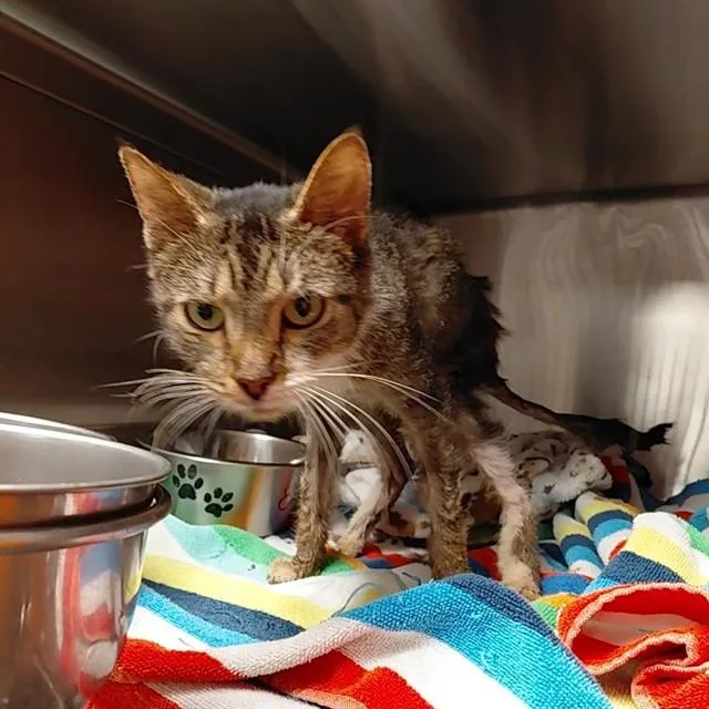 An adult medium-sized female Domestic Short Hair cat named Clawdia for adoption in Huntsville, AL