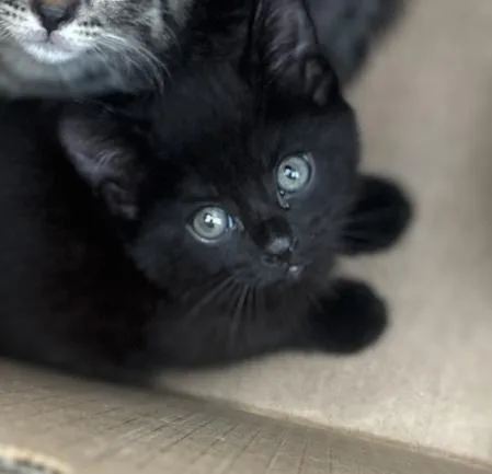 A baby medium-sized female Domestic Short Hair cat named Ocean for adoption in Dallas, TX