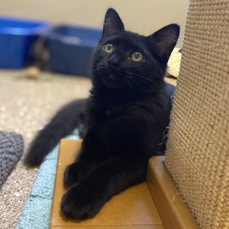 A baby medium-sized male Black Domestic Medium Hair cat named Imani for adoption in Sonoma, CA