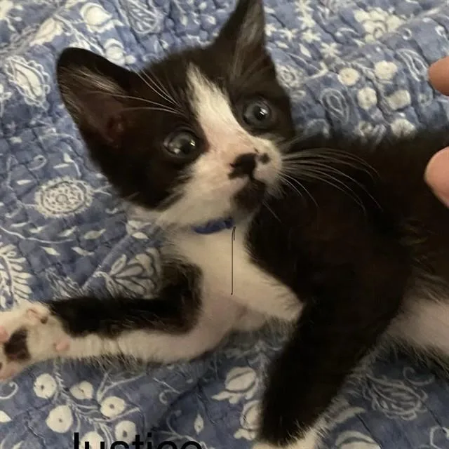 A baby small-sized male Domestic Medium Hair cat named Justice for adoption in Auburn, CA