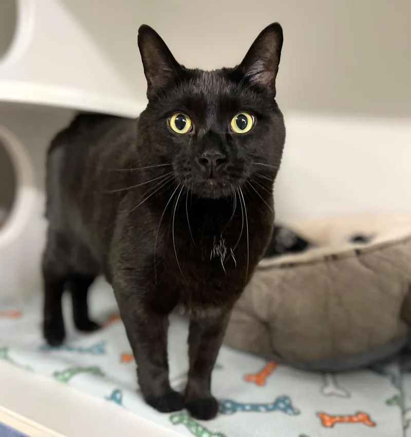 An adult medium-sized male Black Domestic Short Hair cat named Saunder for adoption in Seville, OH