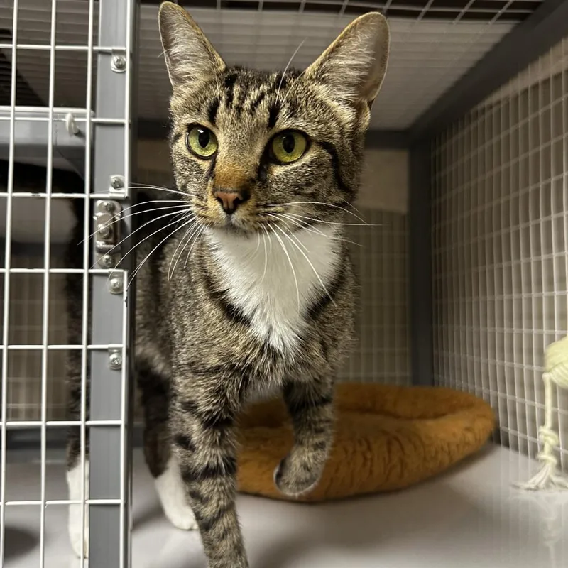 A young small-sized female Torbie Domestic Short Hair cat named Jessica for adoption in Blue Ridge, GA