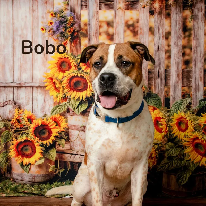 Bobo