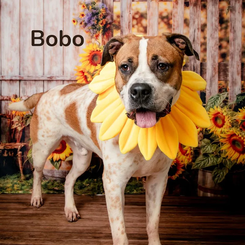 Bobo thumbnail 2