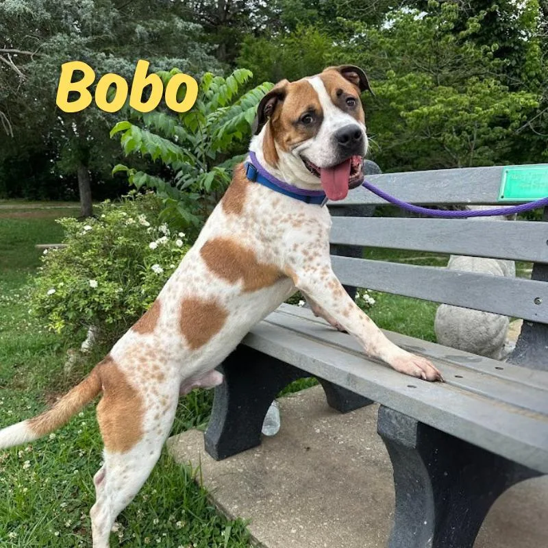 Bobo thumbnail 3