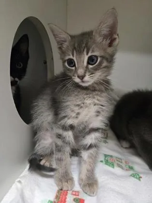 A baby small-sized male Domestic Short Hair cat named Brie for adoption in Savannah, GA
