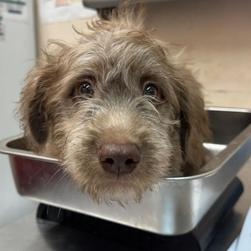 A baby small-sized female Terrier dog named Knoxy for adoption in Birmingham, AL