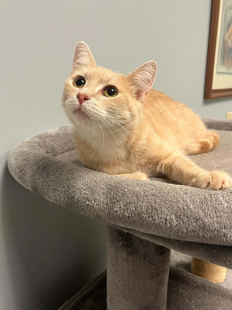 An adult medium-sized female Buff / Tan / Fawn Domestic Short Hair cat named Malibu for adoption in Chambersburg, PA