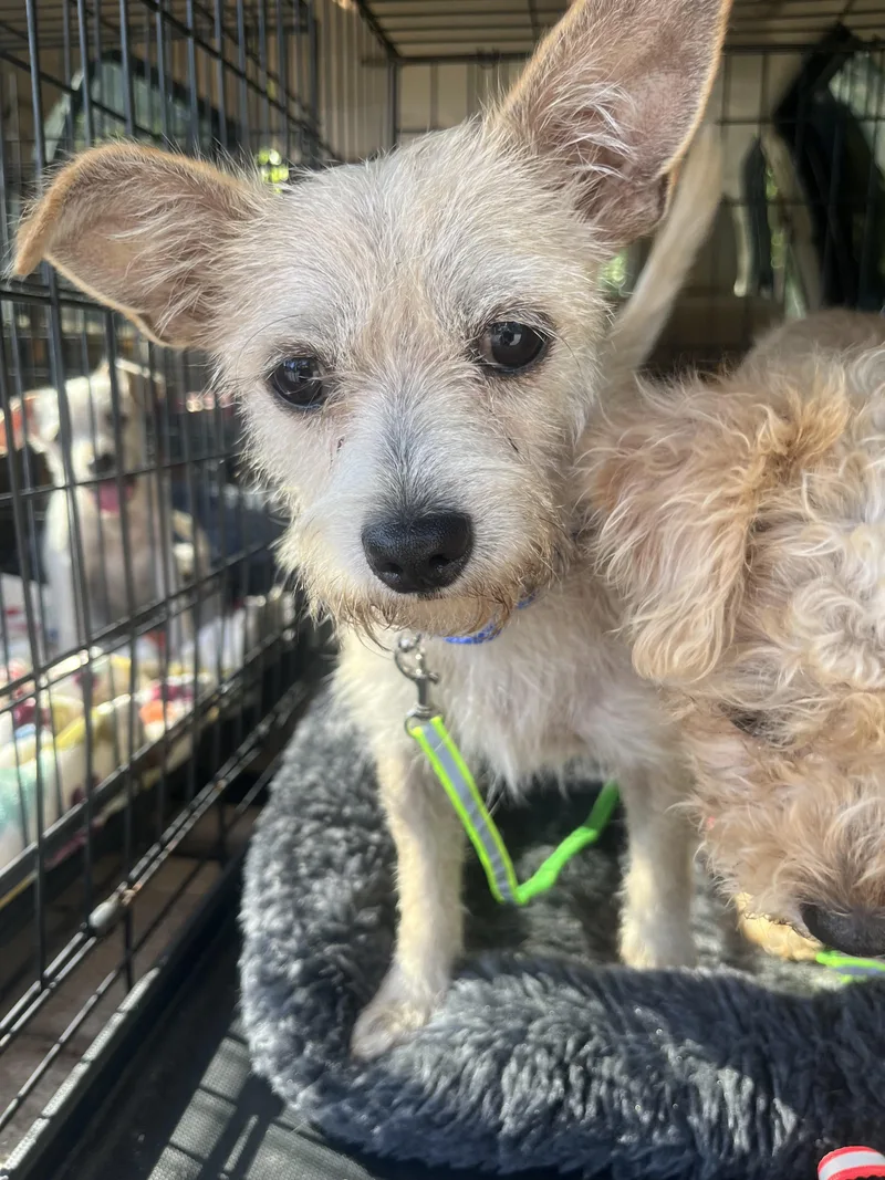 A young small-sized male Maltese dog named Jack for adoption in Winder, GA