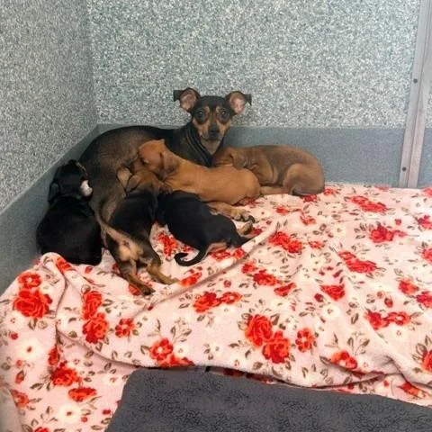 A baby small-sized male Chihuahua dog named Asteroid for adoption in Long Beach, CA