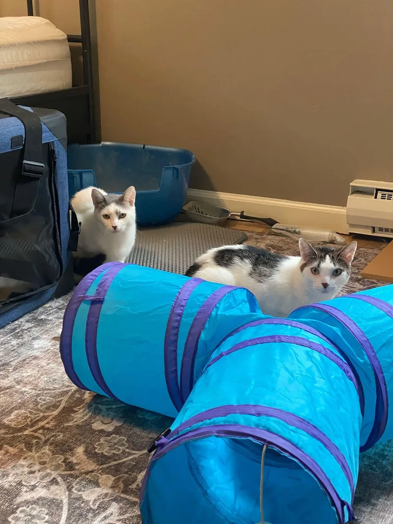 Ivory And Tiny thumbnail 2