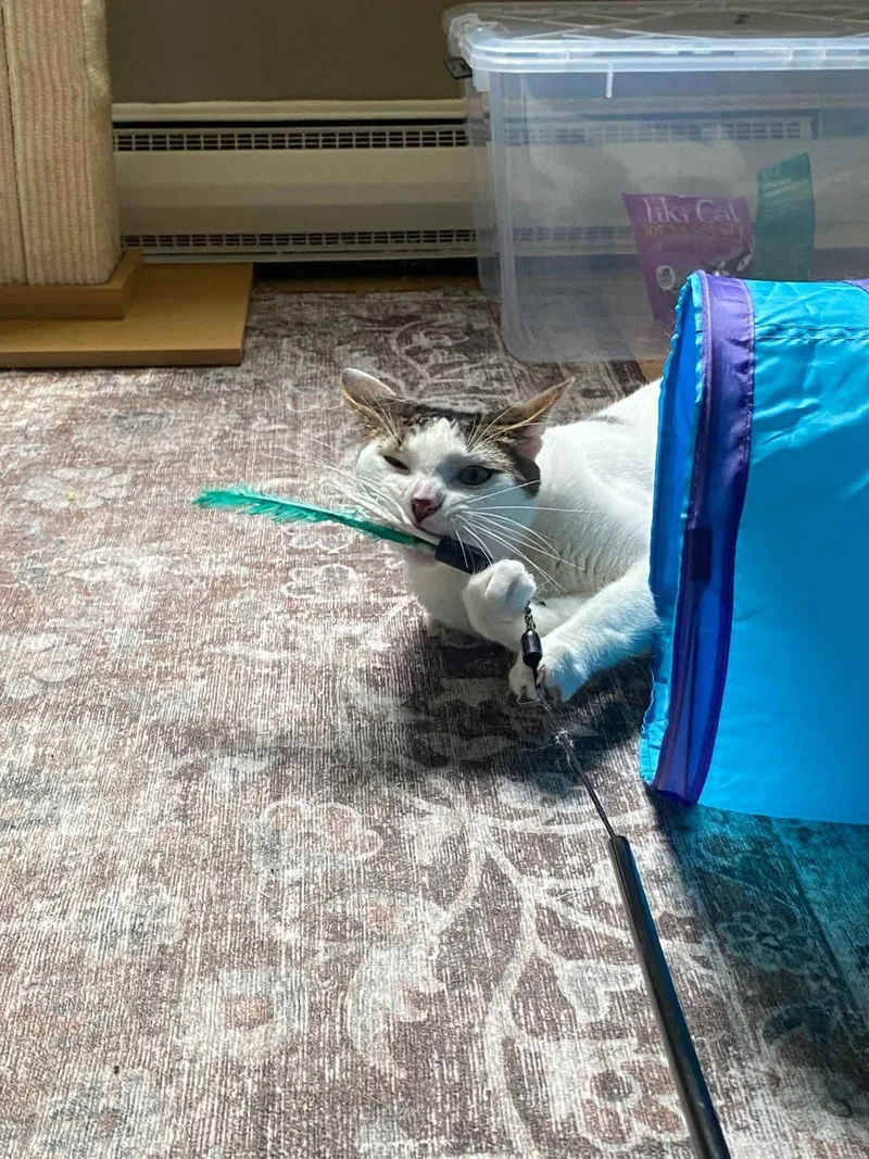 Ivory And Tiny thumbnail 4