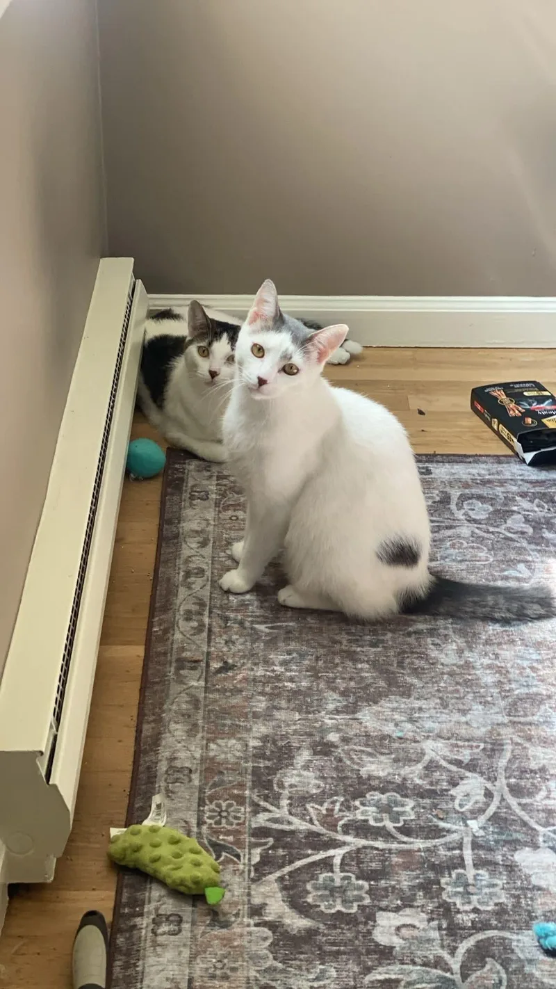 Ivory And Tiny thumbnail 6