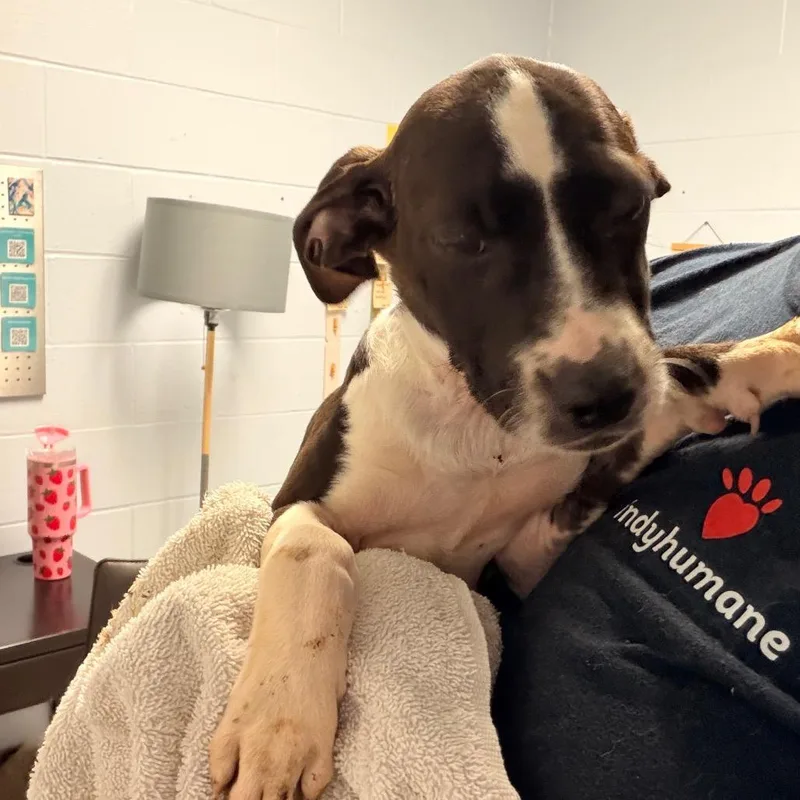 A baby small-sized female Black Pit Bull Terrier dog named Mo for adoption in Indianapolis, IN