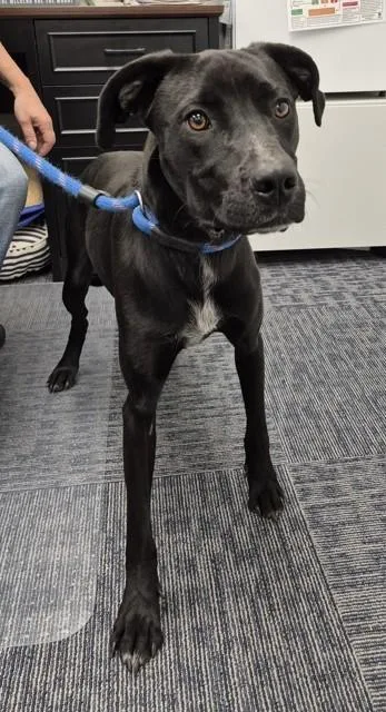 A young medium-sized male Black Pit Bull Terrier dog named Oro for adoption in Butte, MT