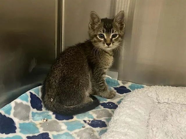 A baby small-sized male Domestic Short Hair cat named Spade for adoption in Tustin, CA