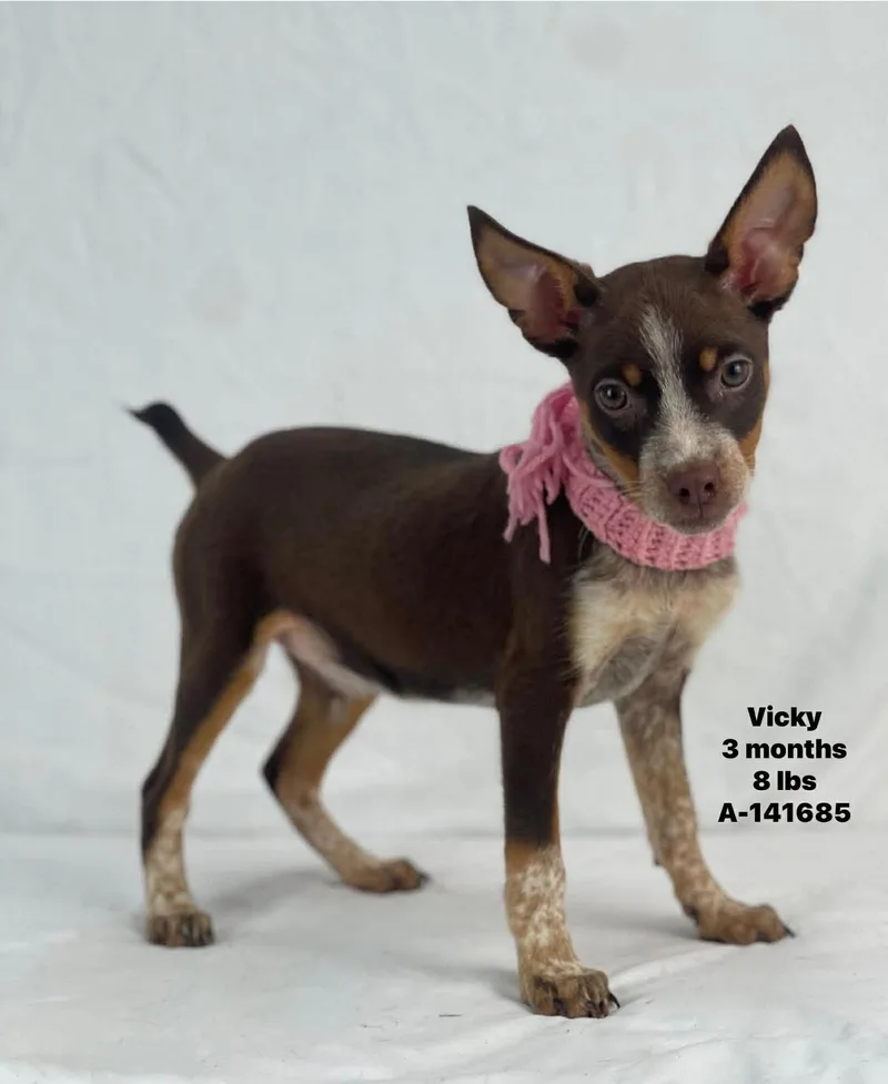 A baby medium-sized female Mixed Breed dog named Vicky for adoption in Holbrook, NY