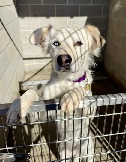 An adult medium-sized female White / Cream Mixed Breed dog named Lula for adoption in Downers Grove, IL