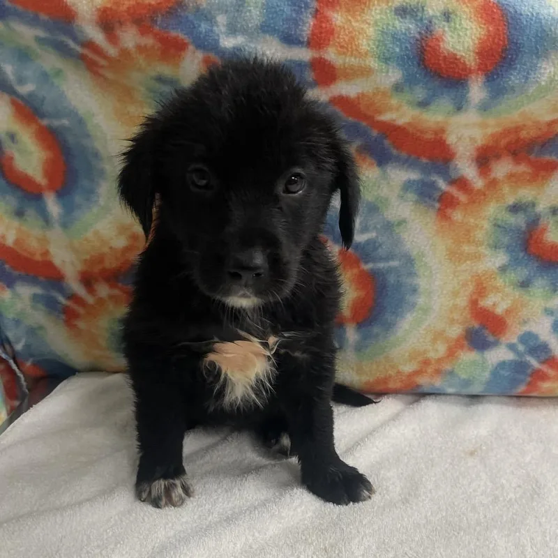 A baby medium-sized female Black Australian Shepherd dog named Pup  Midna for adoption in Galax, VA
