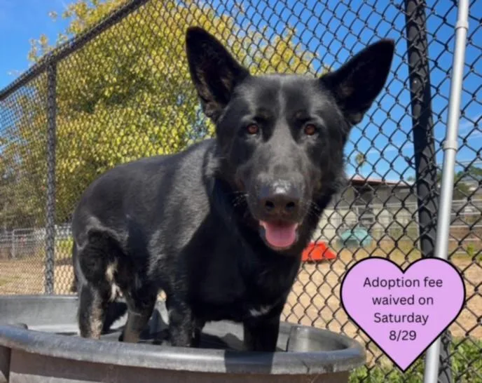 An adult large-sized male German Shepherd Dog dog named Ragnar for adoption in Santa Cruz, CA