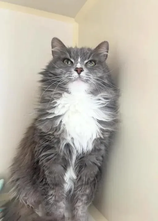 Gray Gray @ Fat