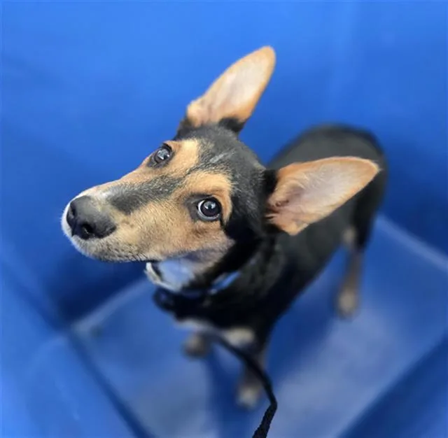 A baby large-sized male Mixed Breed dog named Russell for adoption in Dallas, TX