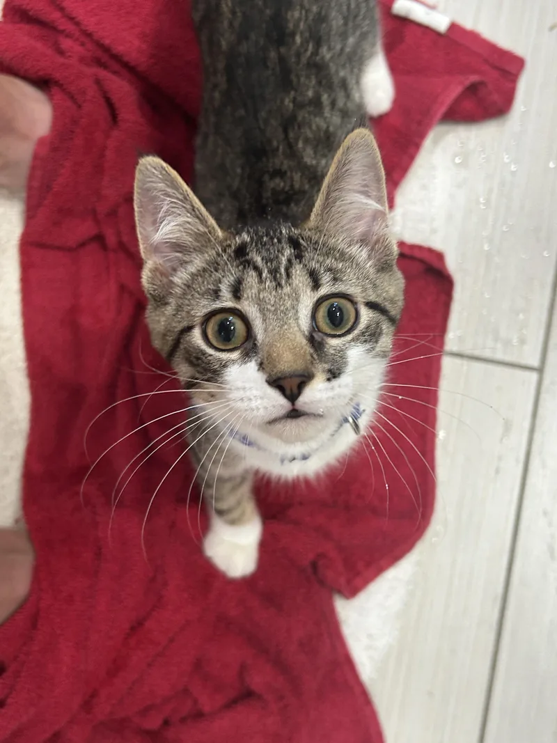 A young small-sized male Domestic Short Hair cat named Brooks for adoption in Havertown, PA