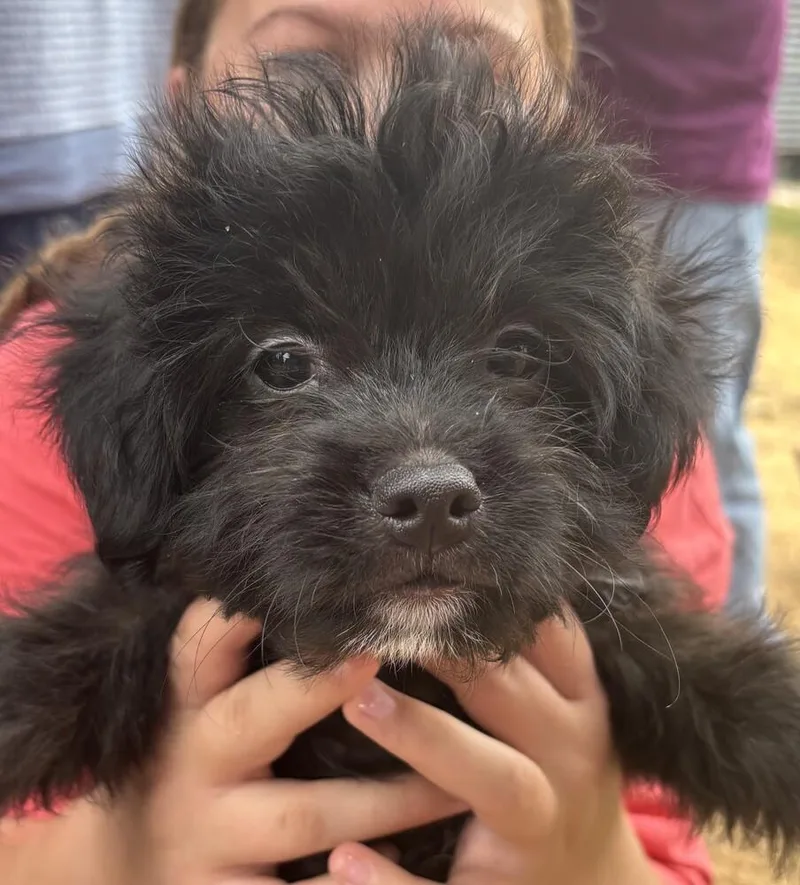 A baby small-sized male Poodle dog named Zorro for adoption in New Braunfels, TX