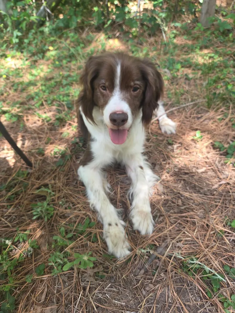 A senior medium-sized female Brown / Chocolate Brittany Spaniel dog named Grizzly for adoption in Marion, MA