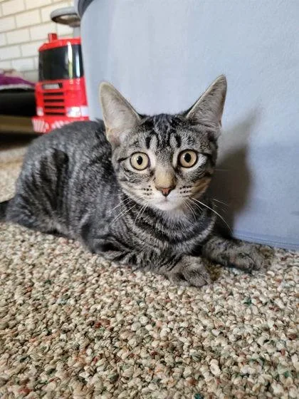 An adult small-sized female Domestic Short Hair cat named Bradli for adoption in Berwick, PA